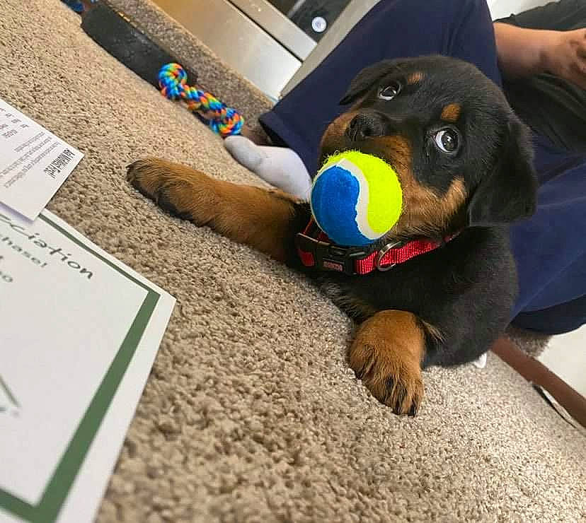 Baylee is registered to the contest to win money with this photo: canidae, carnivore, companion_dog, dachshund, dog, dog_breed, dog_toy, guard_dog, paw, puppy, sporting_group