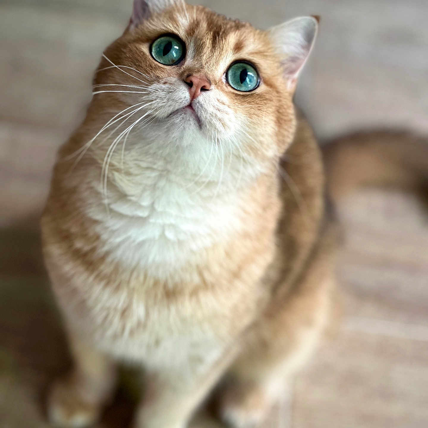 Milo