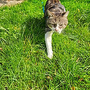 Filou a rejoint le concours — aidez-le/la à gagner de superbes lots ! animal, cat, daylight, fur, garden, grass, greenery, leaves, mammal, nature, outdoor, path, pet, plant, stone_wall, sunlight, tabby, tail_up, walking, whiskers
