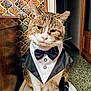 Filou participe au concours pour gagner de l'argent avec cette photo : animal, bowtie, cat, closeup, container_lid, costume, cute, domestic, expression, feline, floor, fur, household, indoor, pet, portrait, sitting, tile_wall, tuxedo, whiskers