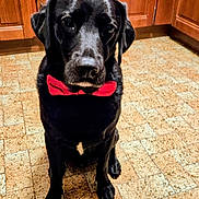 Paco participe au concours pour gagner de l'argent avec cette photo : animal, black_labrador, bow_tie, companion, cute, dog, domestic, facing_camera, floor, four_legs, fur, indoor, kitchen, looking, mammal, pet, portrait, sitting, tile_floor, wooden_cabinets