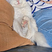 Snow a rejoint le concours — aidez-le/la à gagner de superbes lots ! animal, blue_jeans, cat, comfort, couch, cozy, cute, domestic, feline, fluffy, happy, indoor, pet, pillow, pink_paw_pads, relaxed, resting, sleeping, striped_sweater, white_cat