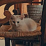 animal, calm, cat, chair, cozy, cute, domestic, feline, fur, home, indoor, kitten, natural_light, pet, quiet, resting, window, wooden_furniture, woven_seat, young_cat
