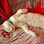 animal, cat, collar, couch, cozy, cute, domestic_animal, fur, heart_design, indoor, kitten, leather, nap, pet, pillow, red_blanket, relaxation, sleeping, whiskers, white_cat