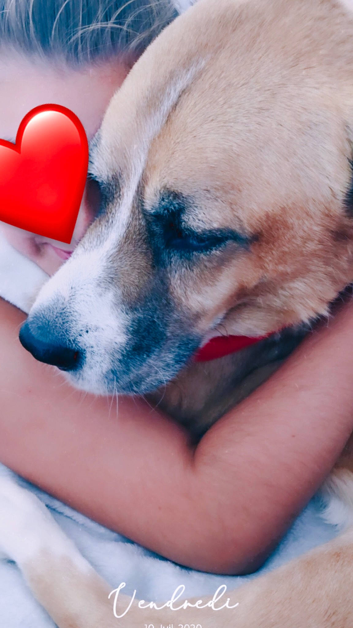 Beethoven participe au concours pour gagner de l'argent avec cette photo : carmine, carnivore, comfort, companion_dog, dog, dog_breed, dog_supply, fawn, foot, fur, gesture, happy, heart, human_leg, nap, paw, snout, sporting_group, terrestrial_animal, whiskers