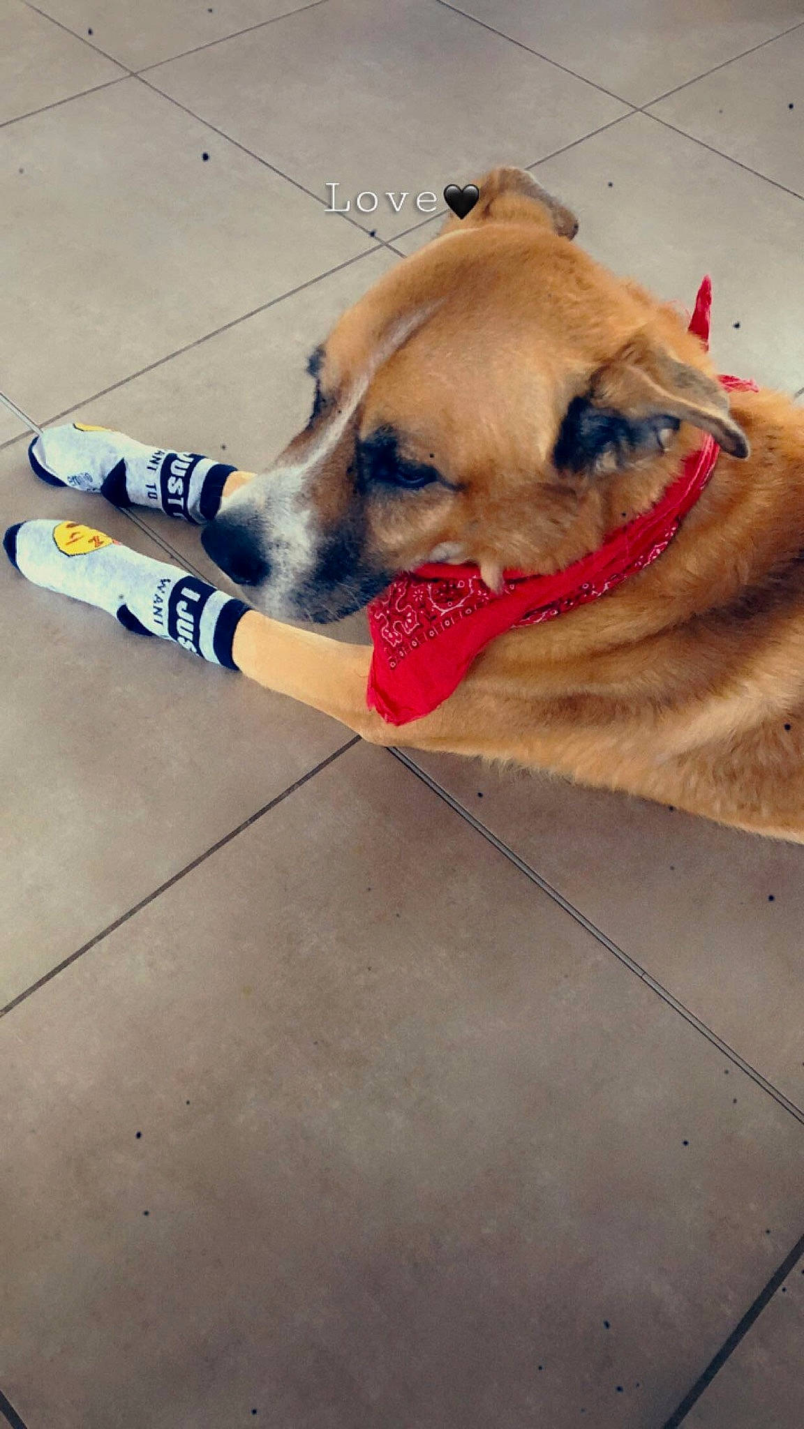 Beethoven participe au concours pour gagner de l'argent avec cette photo : carnivore, collar, companion_dog, dog, dog_breed, dog_collar, dog_supply, fawn, floor, flooring, human_leg, leash, paw, pet_supply, road_surface, sidewalk, snout, sporting_group, whiskers, working_animal