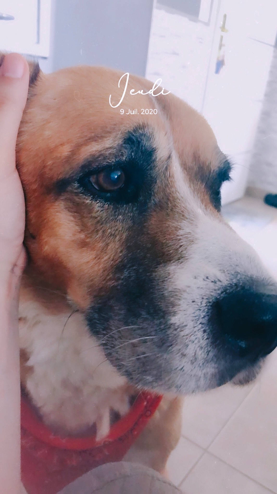 Beethoven participe au concours pour gagner de l'argent avec cette photo : canidae, carnivore, collar, companion_dog, dog, dog_breed, dog_collar, ear, fawn, fur, handwriting, non_sporting_group, snout, sporting_group, street_dog, whiskers, window