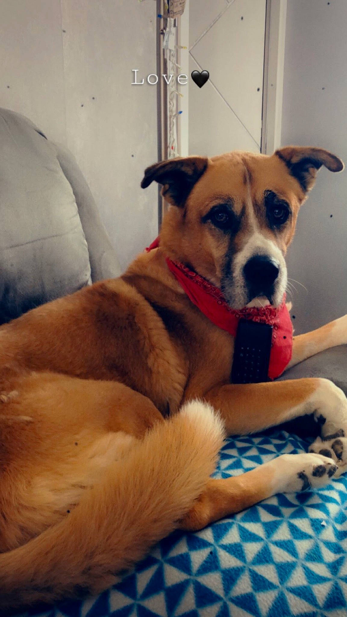 Beethoven a rejoint le concours — aidez-le/la à gagner de superbes lots ! canidae, carnivore, chair, collar, comfort, companion_dog, couch, dog, dog_breed, dog_collar, dog_supply, fawn, non_sporting_group, paw, snout, sporting_group, whiskers, window, working_animal, working_dog