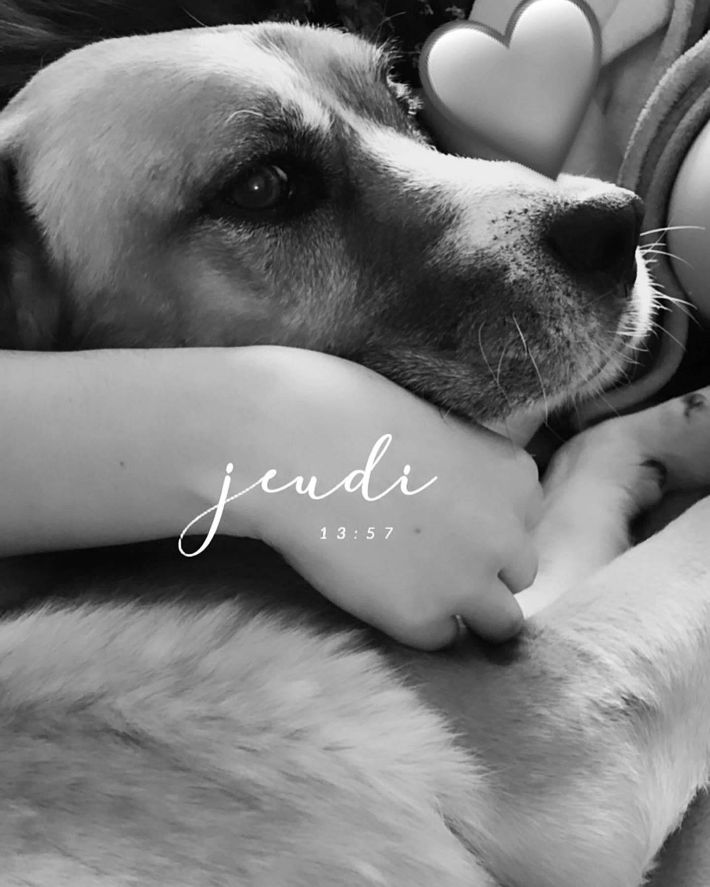 Beethoven participe au concours pour gagner de l'argent avec cette photo : beauty, black, black_and_white, carnivore, comfort, companion_dog, dog, dog_breed, ear, friendship, gesture, happy, human, monochrome, monochrome_photography, photograph, smile, snout, style, white