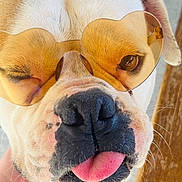 Romy participe au concours pour gagner de l'argent avec cette photo : animal, black_nose, close_up, cute, dog, expression, face, funny, fur, hand, heart_shaped_sunglasses, light_brown, nose, outdoor, pet, playful, portrait, tongue_out, whiskers, white_fur