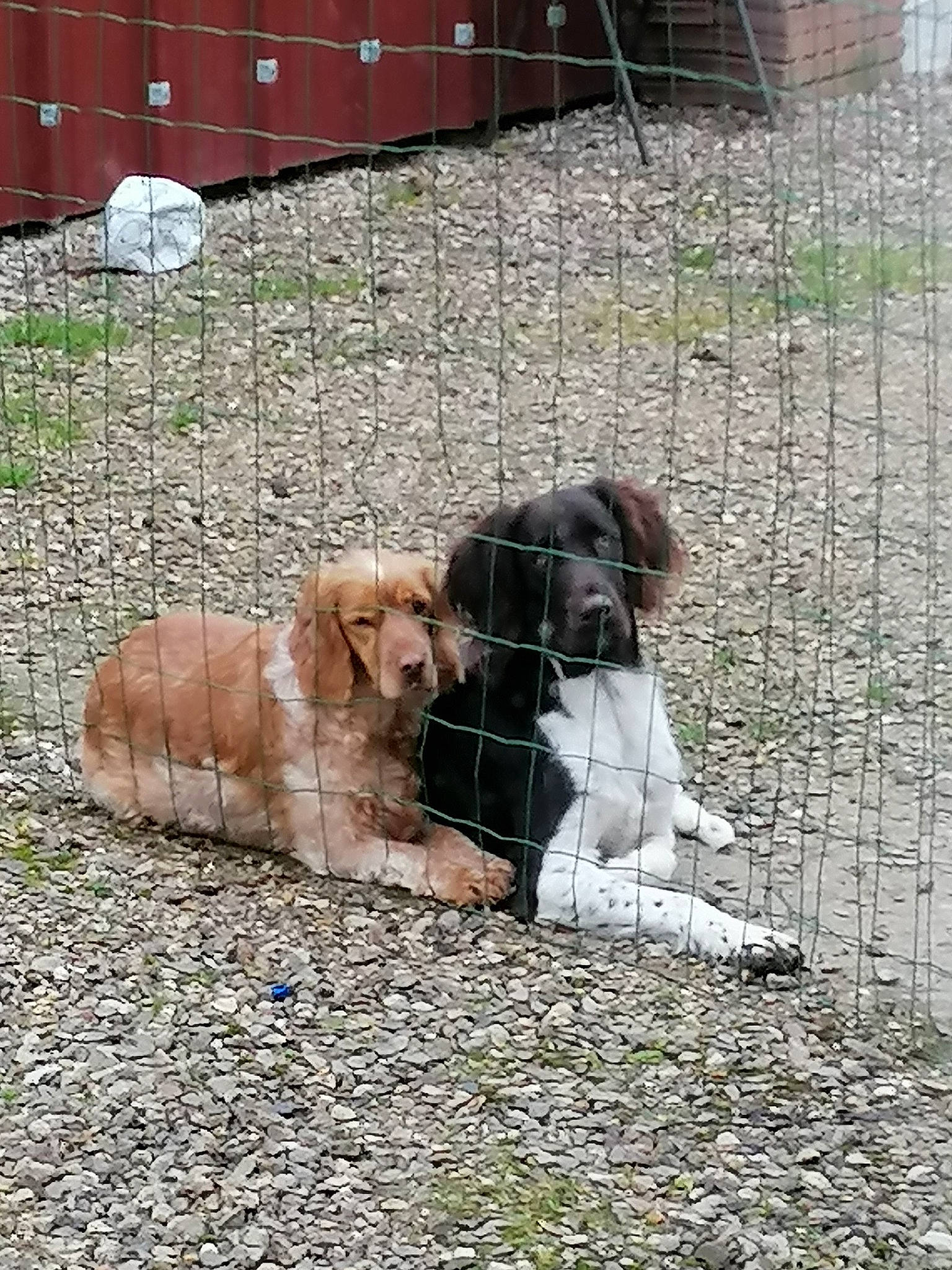 Ruby a rejoint le concours — aidez-le/la à gagner de superbes lots ! animal_shelter, canidae, carnivore, companion_dog, dog, dog_breed, dog_supply, fawn, fence, fur, gun_dog, hound, mammal, mesh, snout, spaniel, sporting_group, terrestrial_animal, vertebrate, working_animal