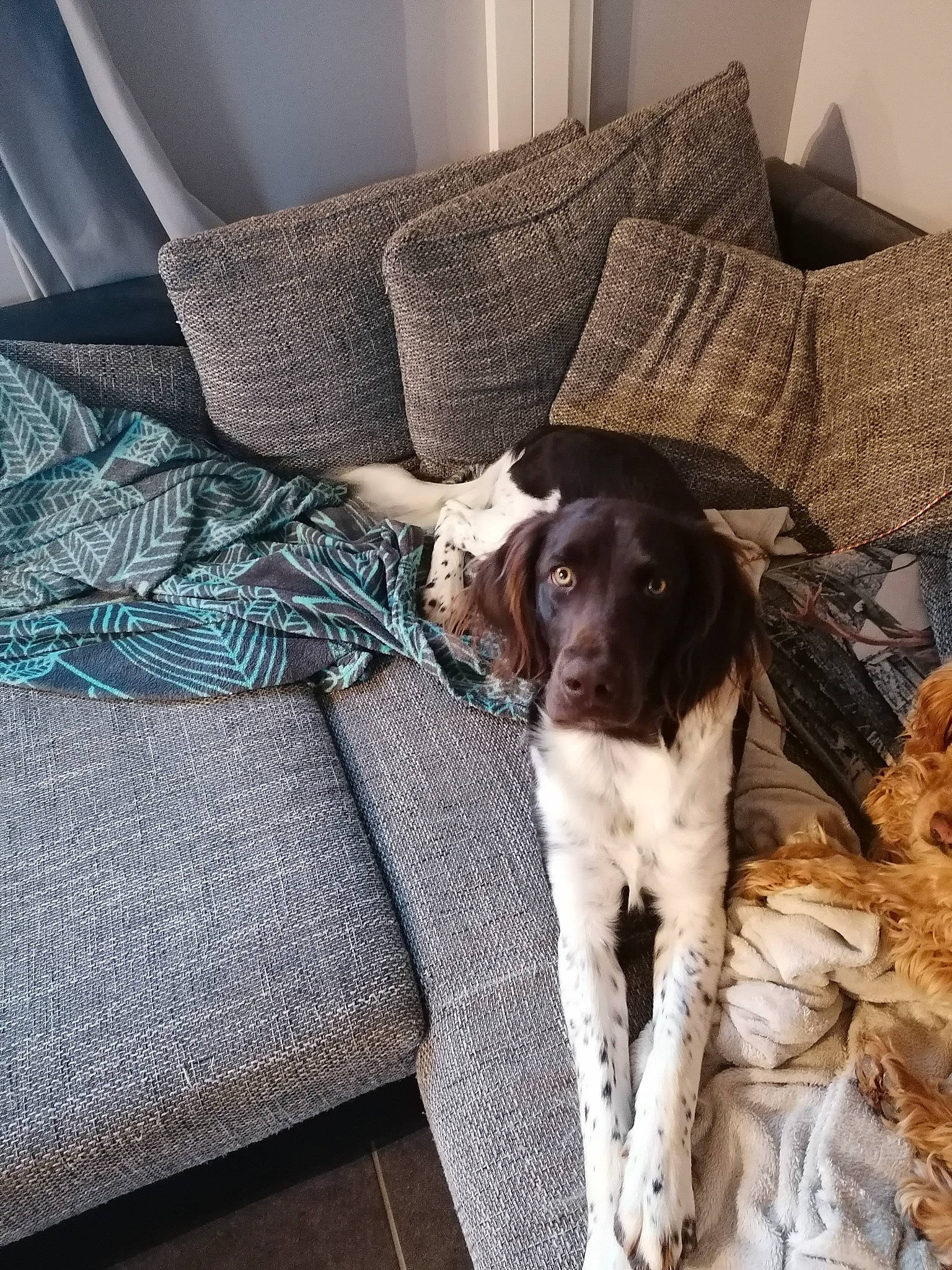 Ruby participe au concours pour gagner de l'argent avec cette photo : canidae, carnivore, comfort, companion_dog, couch, dog, dog_breed, flooring, fur, great_dane, gun_dog, house, linens, liver, living_room, room, snout, spaniel, sporting_group, working_animal