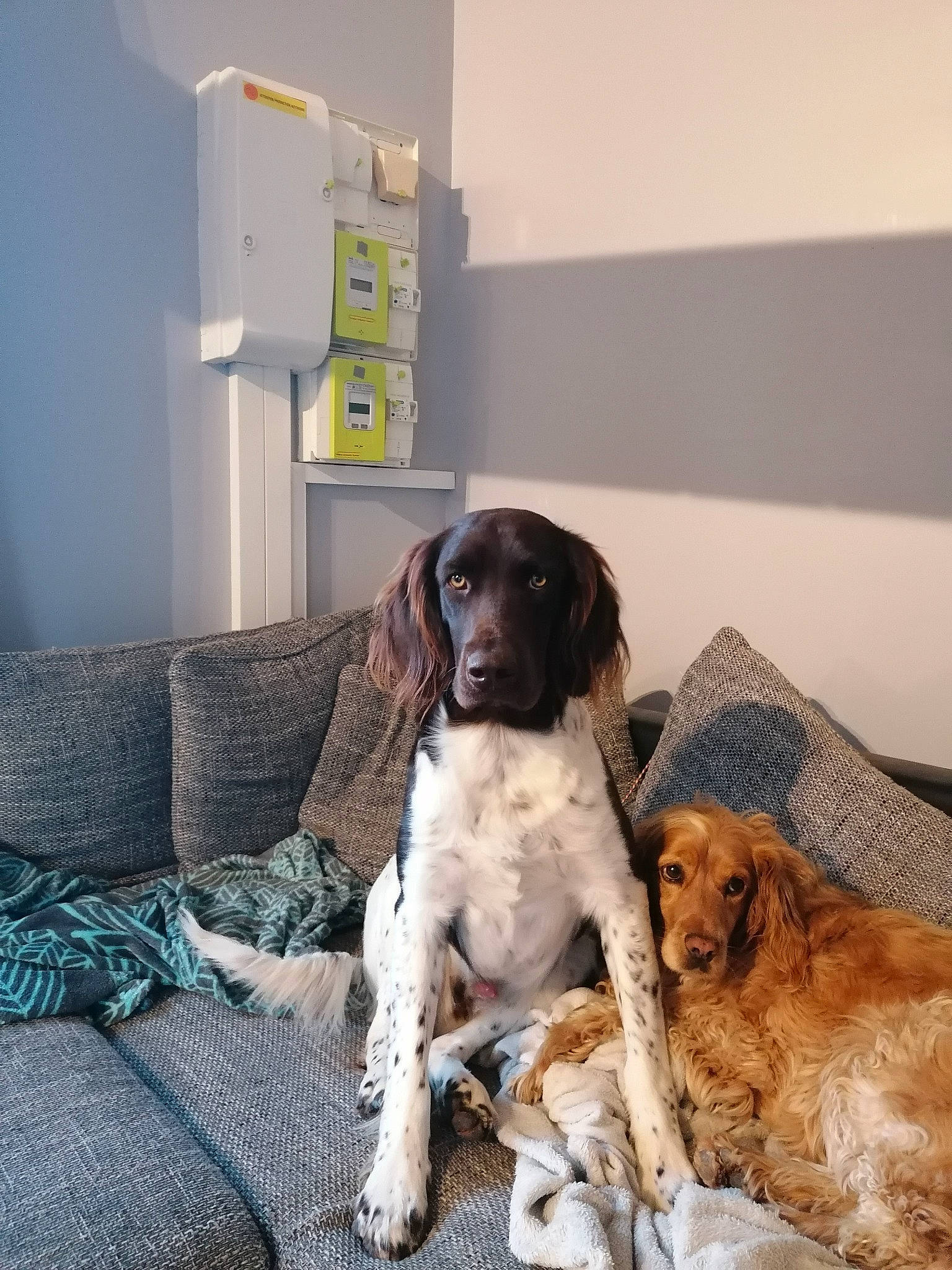 Ruby a rejoint le concours — aidez-le/la à gagner de superbes lots ! canidae, carnivore, companion_dog, couch, dog, dog_breed, english_setter, flooring, fur, gun_dog, hunting_dog, liver, room, snout, spaniel, sporting_group, working_animal, working_dog