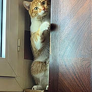 Buddy a rejoint le concours — aidez-le/la à gagner de superbes lots ! cat, orange_tabby, tabby, pet, window, cardboard_box, wooden_panel, paw, whiskers, green_eyes, indoor, curious, peeking, sitting, cozy, home_interior, sunlight, portrait, vertical, shelf
