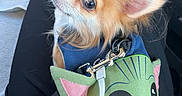Umi participe au concours pour gagner de l'argent avec cette photo : dog, small_dog, chihuahua, pet, cute, costume, plush, green, ears, outfit, leash, car_interior, seat, lap, closeup, furry, adorable, animal, companion, resting