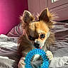 dog, toy, bed, paw, fur, ears, tongue, sunlight, window, indoor, cute, pet, playing, small_dog, chihuahua, blue_toy, cozy, relaxed, whiskers, face