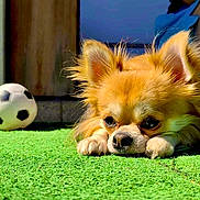 Umi is registered to the contest to win money with this photo: adorable, animal, chihuahua, close_up, cute, daylight, dog, ears, fur, green_turf, lying_down, outdoor, pet, playing, puppy, relaxation, resting, small_dog, soccer_ball, sunlight