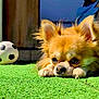 adorable, animal, chihuahua, close_up, cute, daylight, dog, ears, fur, green_turf, lying_down, outdoor, pet, playing, puppy, relaxation, resting, small_dog, soccer_ball, sunlight