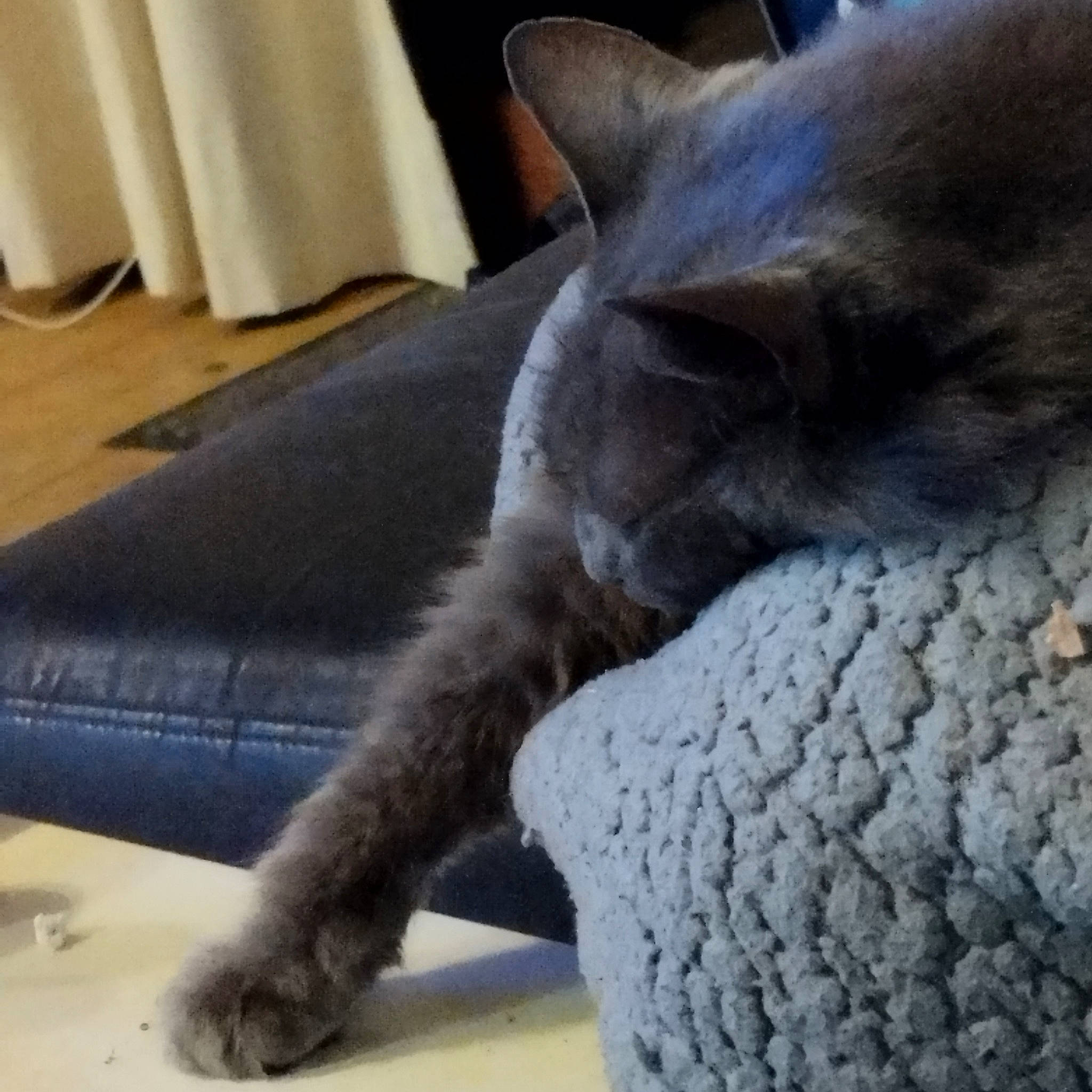 Chana a rejoint le concours — aidez-le/la à gagner de superbes lots ! carnivore, cat, cat_supply, claw, comfort, domestic_short_haired_cat, fawn, felidae, flooring, fur, grey, hardwood, nap, paper_towel, russian_blue, small_to_medium_sized_cats, snout, tail, terrestrial_animal, whiskers