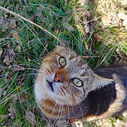 Sylvie Metzger a rejoint le concours — aidez-le/la à gagner de superbes lots ! cat, tabby, green_eyes, whiskers, grass, leaves, outdoor, nature, animal, pet, close_up, fur, curious, wildlife, mammal, daylight, playful, twig, head, looking_up