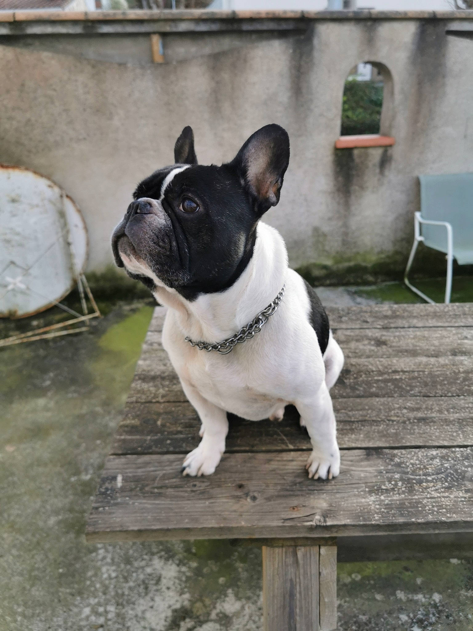 Homer participe au concours pour gagner de l'argent avec cette photo : boston_terrier, bulldog, canidae, carnivore, collar, companion_dog, dog, dog_breed, fawn, flooring, french_bulldog, grass, grey, plant, snout, sporting_group, whiskers, window, working_animal, wrinkle