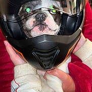 Ulys participe au concours pour gagner de l'argent avec cette photo : animal, black, closeup, clothing, cute, dog, expression, face, funny, hands, helmet, holding, indoor, jacket, motorcycle_helmet, person, pet, portrait, red, white