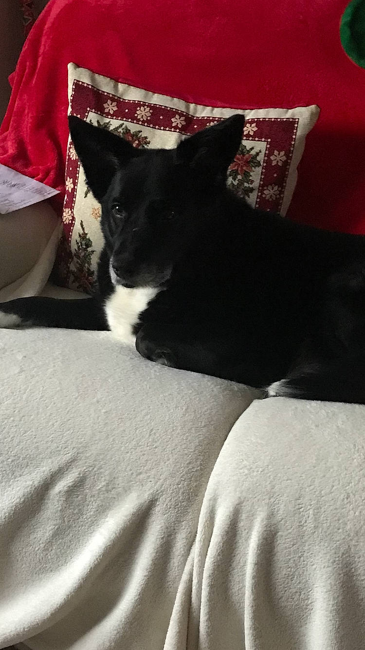 Simba is registered to the contest to win money with this photo: bed, bedding, black_cat, carnivore, cat, comfort, companion_dog, dog_breed, domestic_short_haired_cat, felidae, fur, grey, human_leg, linens, pillow, small_to_medium_sized_cats, snout, tail, tints_and_shades, whiskers