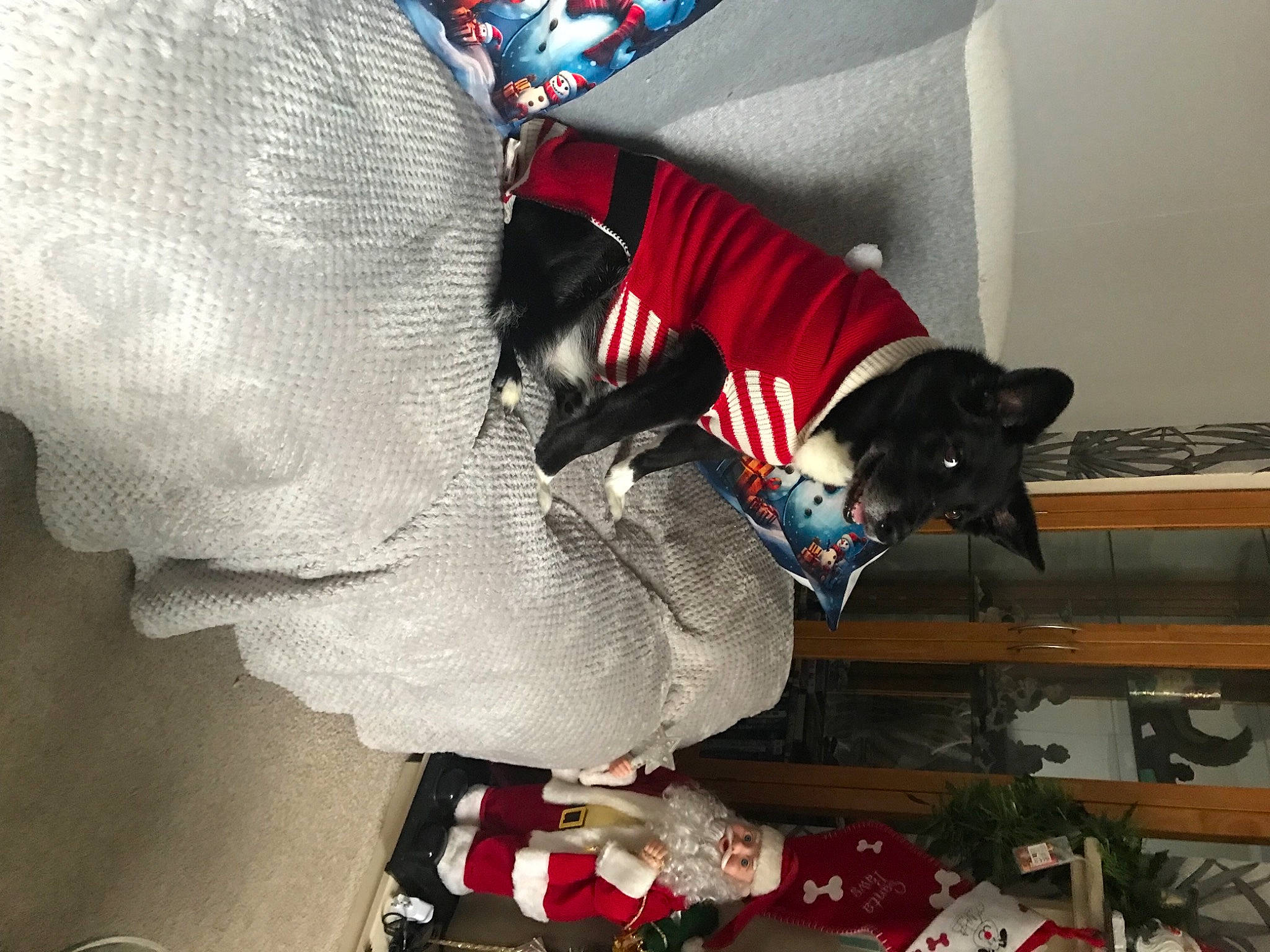 Simba joined the competition — help win amazing prizes! carmine, christmas, christmas_eve, comfort, companion_dog, costume, dog, elbow, event, fun, fur, holiday, lap, leg, room, sitting, sleeve, tail, tree