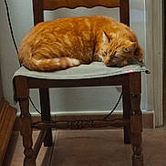 Eric Roux participe au concours pour gagner de l'argent avec cette photo : cat, orange_cat, sleeping, chair, wooden_chair, cushion, indoor, tile_floor, furniture, pet, resting, cozy, domestic_cat, feline, quiet, home, relaxing, tabby, animal, cute
