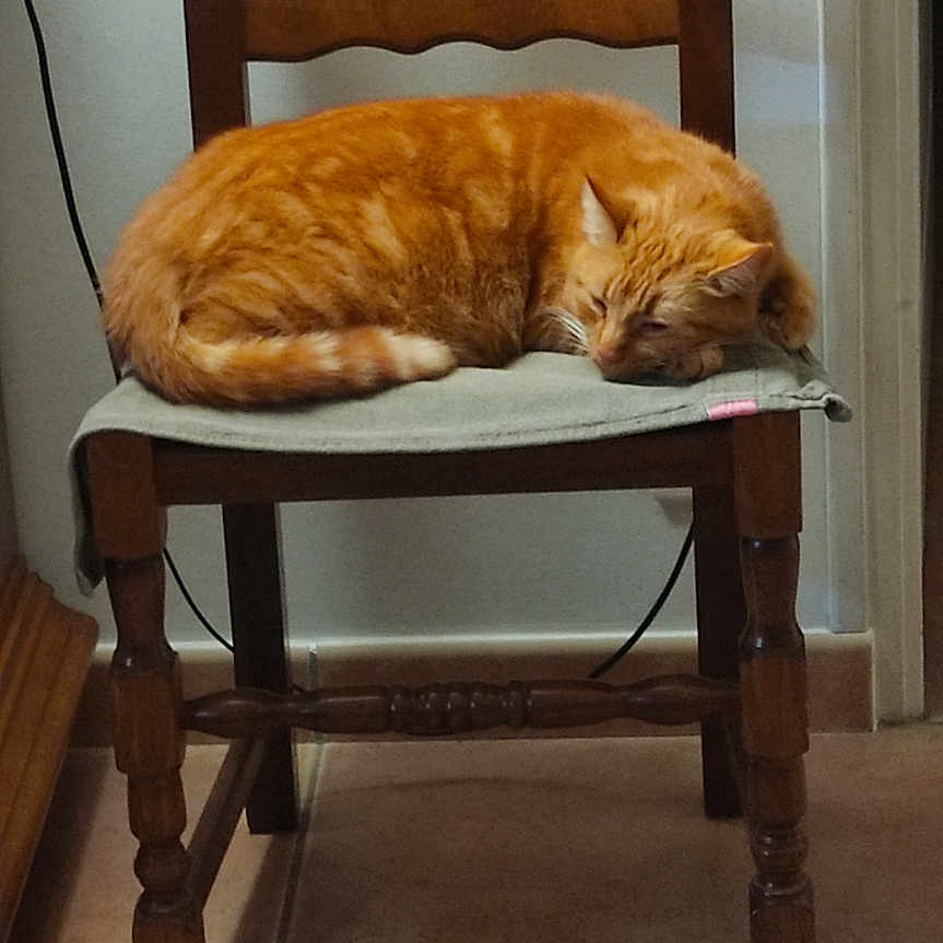 Eric Roux participe au concours pour gagner de l'argent avec cette photo : animal, cat, chair, cozy, cushion, cute, domestic_cat, feline, furniture, home, indoor, orange_cat, pet, quiet, relaxing, resting, sleeping, tabby, tile_floor, wooden_chair