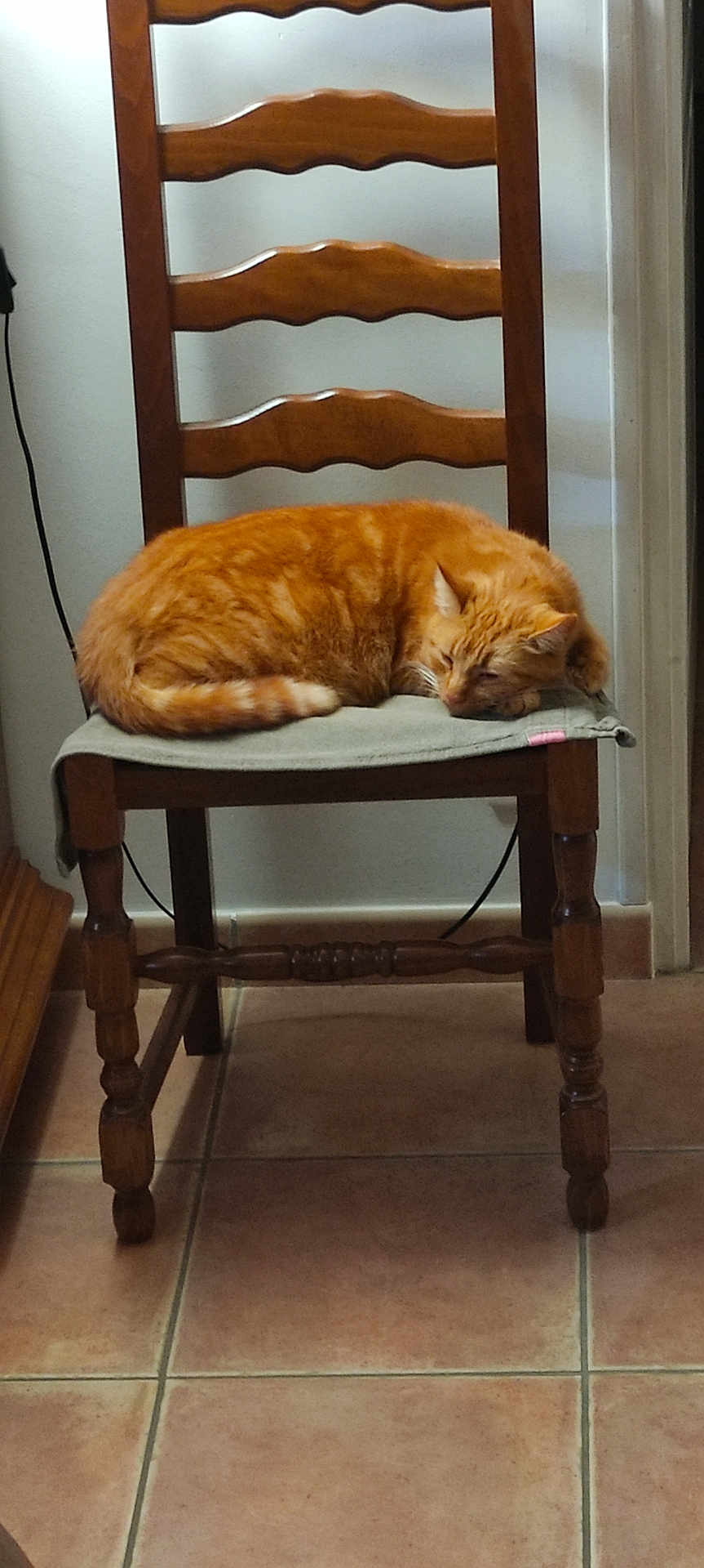 Eric Roux participe au concours pour gagner de l'argent avec cette photo : cat, orange_cat, sleeping, chair, wooden_chair, cushion, indoor, tile_floor, furniture, pet, resting, cozy, domestic_cat, feline, quiet, home, relaxing, tabby, animal, cute