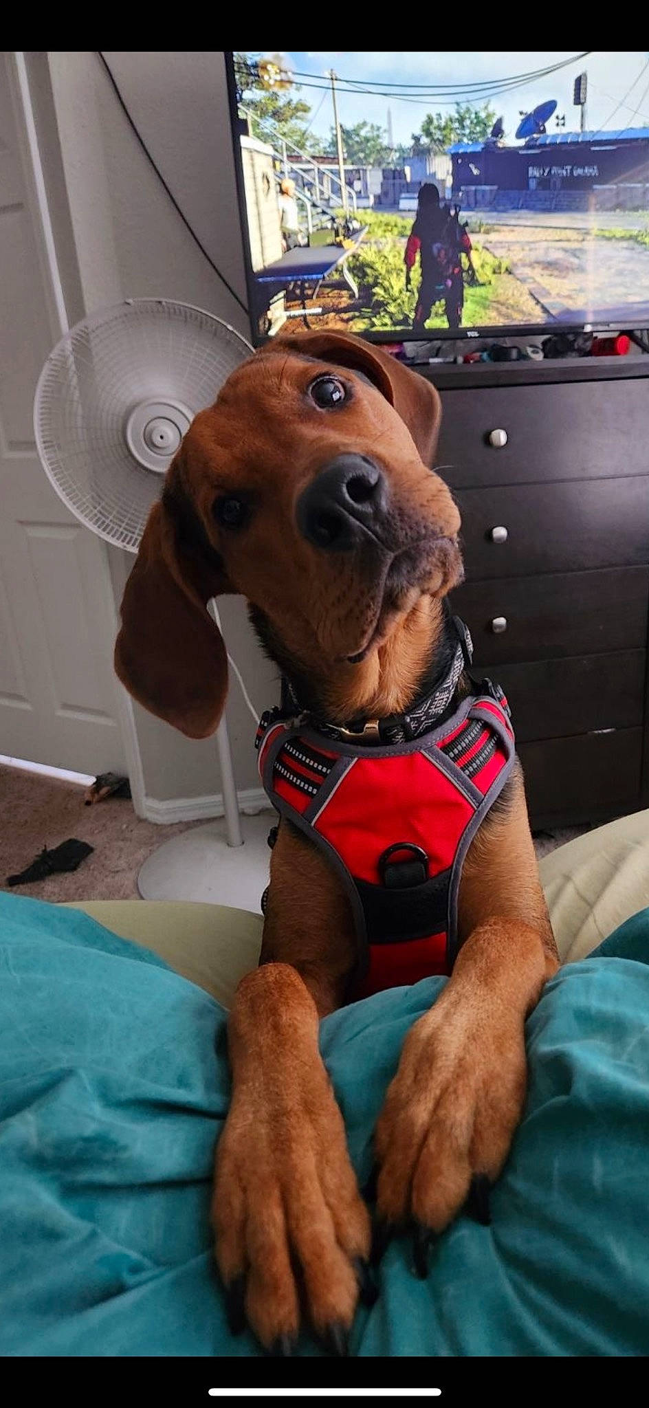 Moose is registered to the contest to win money with this photo: canidae, car_seat, car_seat_cover, carnivore, collar, companion_dog, dog, dog_breed, dog_collar, dog_supply, fawn, hound, liver, pet_supply, snout, sporting_group, thigh, vehicle_door, whiskers, working_animal