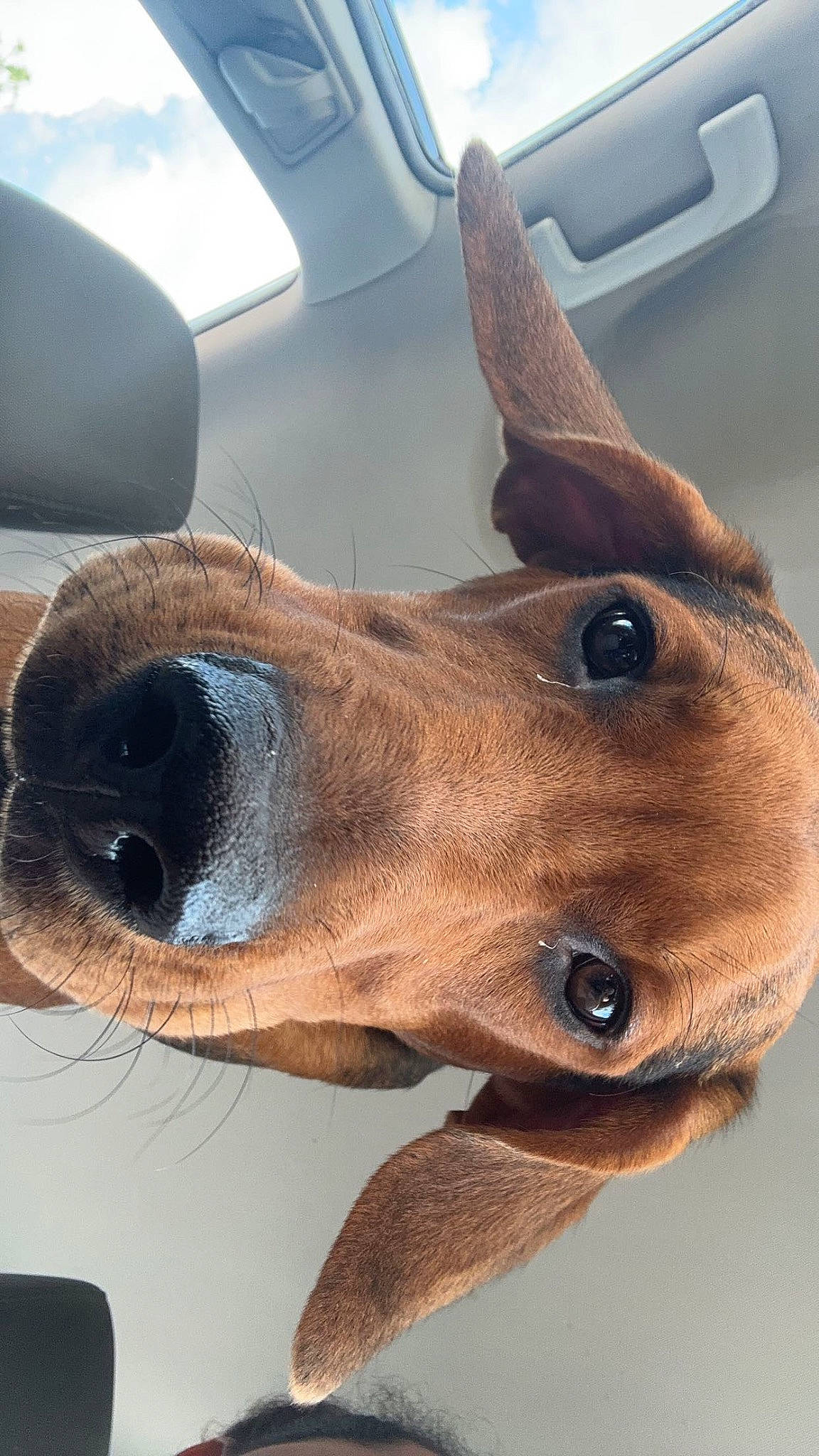 Moose is registered to the contest to win money with this photo: brown, canidae, dog_breed, ear, eyelash, fawn, fur, liver, livestock, nose, snout, sporting_group, terrestrial_animal, whiskers, wood, working_animal