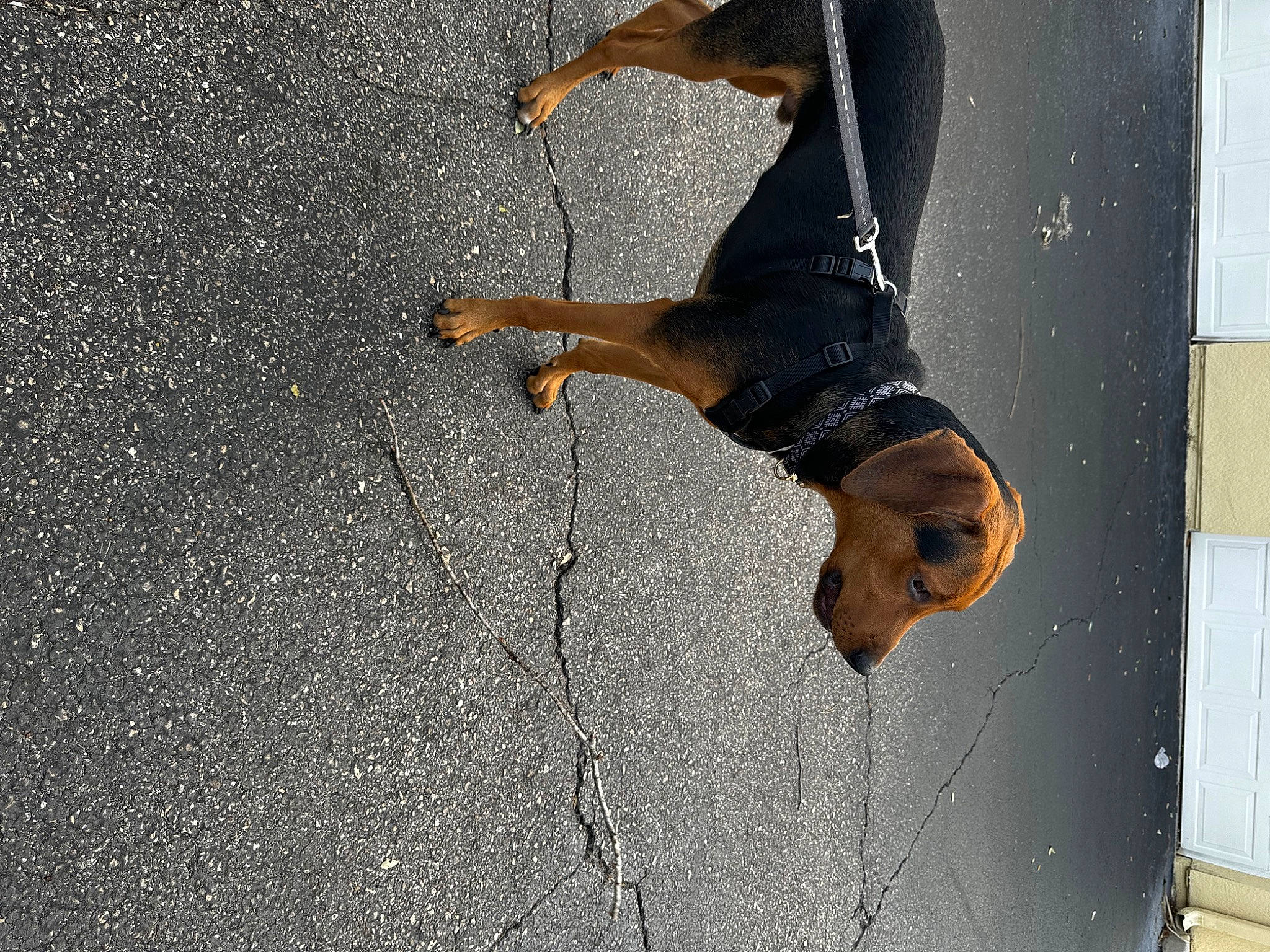 Moose is registered to the contest to win money with this photo: asphalt, canidae, carnivore, concrete, dog, dog_breed, fawn, grey, jeans, landscape, pedestrian, road, road_surface, shadow, snout, sporting_group, sunglasses, tail, tree, wood