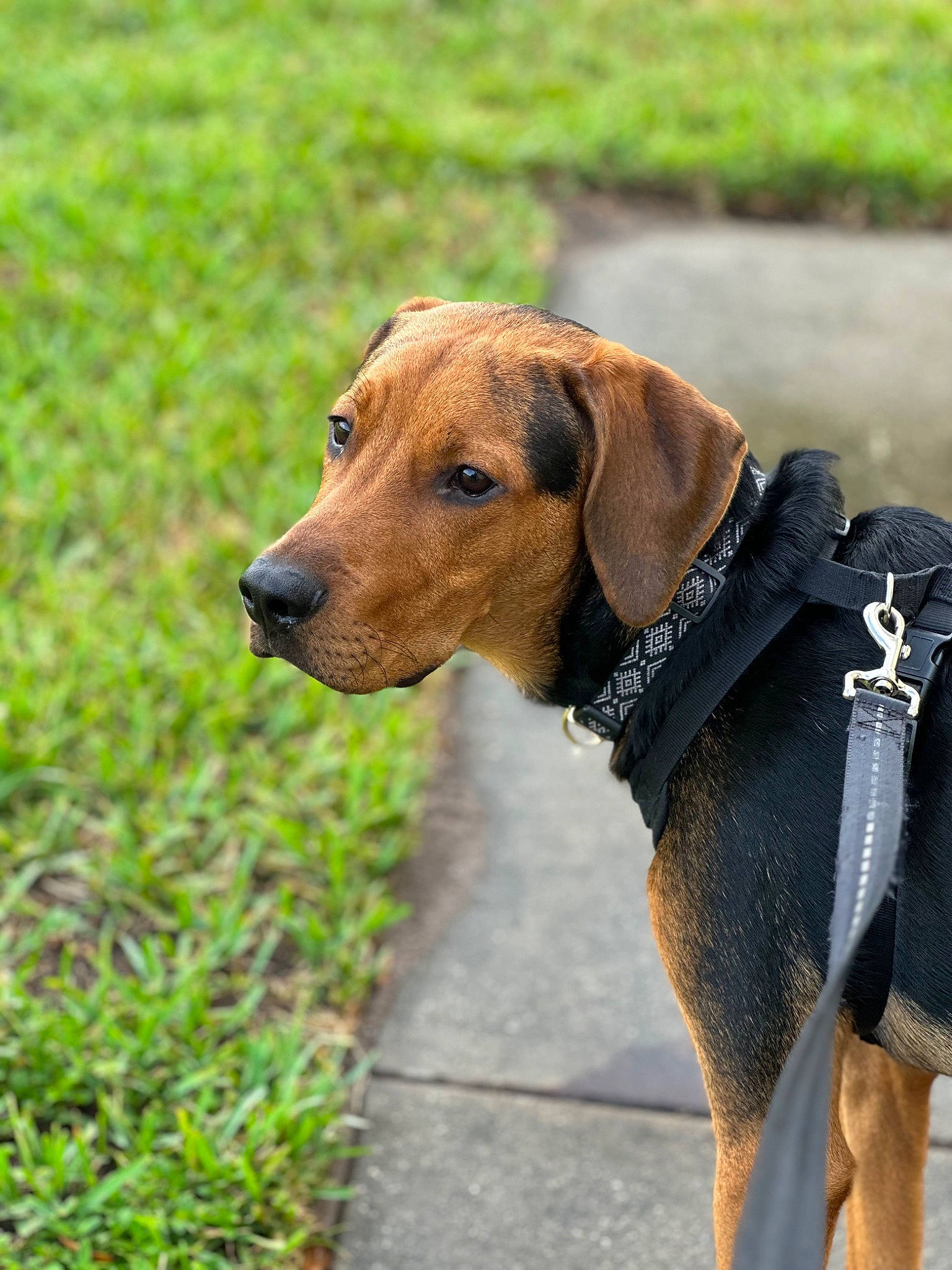 Moose is registered to the contest to win money with this photo: canidae, carnivore, collar, companion_dog, dog, dog_breed, dog_collar, dog_supply, fashion_accessory, fawn, grass, leash, liver, pet_supply, plant, snout, sporting_group, tail, terrestrial_animal, working_animal