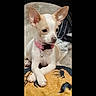 dog, small_dog, chihuahua, pink_collar, crossed_paws, blanket, cozy, indoor, pet, animal, cute, calm, white_and_tan, ears, sitting, relaxed, portrait, fur, companion, domestic_animal