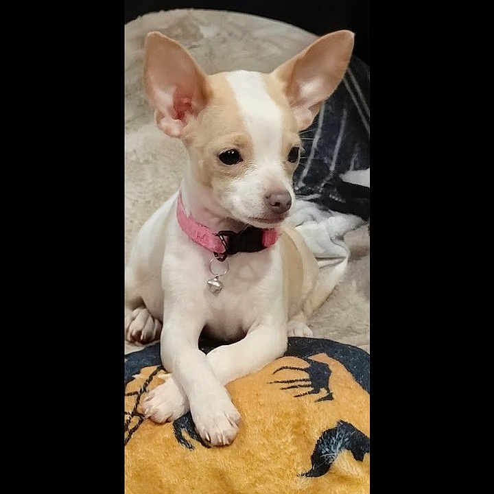 Babbie joined the competition — help win amazing prizes! dog, small_dog, chihuahua, pink_collar, crossed_paws, blanket, cozy, indoor, pet, animal, cute, calm, white_and_tan, ears, sitting, relaxed, portrait, fur, companion, domestic_animal