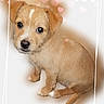 puppy, dog, cute, tan, small_dog, heart_bokeh, portrait, pet, animal, sitting, young_dog, fluffy, white_background, frame, digital_art, adorable, looking_up, ears, nose, tail