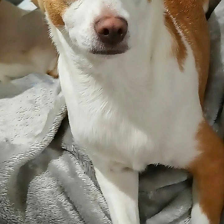 Bonita