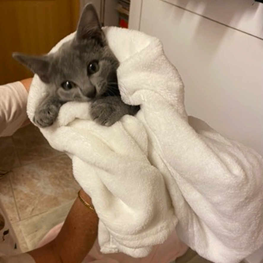 Gribouilli a rejoint le concours — aidez-le/la à gagner de superbes lots ! animal, cat, comfort, cozy, cute, domestic_cat, floor, gray_cat, hand, indoor, kitten, looking, person, pet, soft, tile_floor, towel, white_towel, wrapped, young_cat
