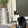 cat, tuxedo_cat, black_and_white, sitting, portrait, outdoor, doorway, door_mat, front_porch, milk_can, metal_container, potted_plant, greenery, yellow_eyes, whiskers, tail, feline, home_entrance, wooden_deck, natural_light
