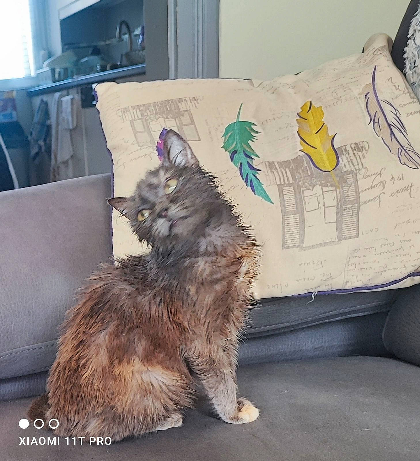 Maya a rejoint le concours — aidez-le/la à gagner de superbes lots ! bedding, box, cat, comfort, companion_dog, couch, dog_breed, domestic_short_haired_cat, felidae, font, fur, grey, linens, metal, paw, room, small_to_medium_sized_cats, tail, throw_pillow, whiskers