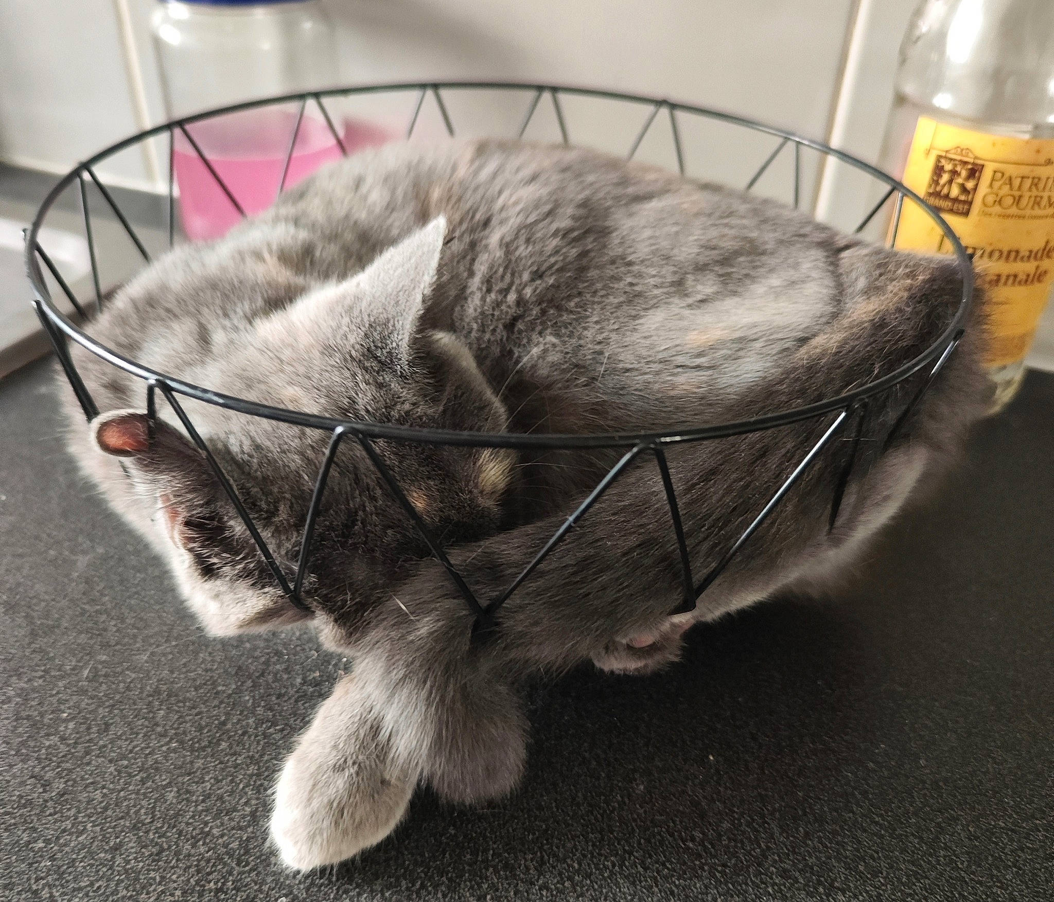 Maya participe au concours pour gagner de l'argent avec cette photo : british_longhair, carnivore, cat, claw, comfort, domestic_short_haired_cat, felidae, flooring, fur, grey, luggage_and_bags, metal, nap, paw, sleep, small_to_medium_sized_cats, snout, tail, whiskers