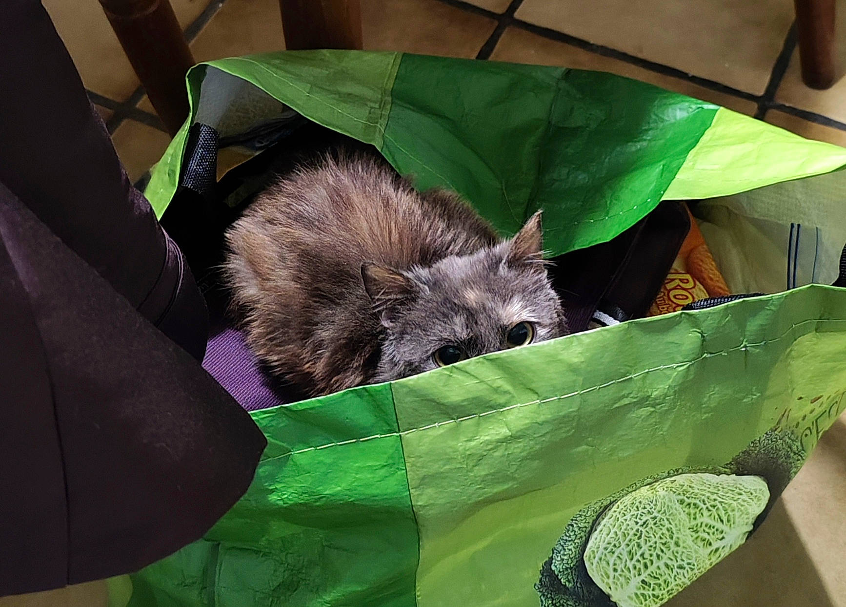 Maya participe au concours pour gagner de l'argent avec cette photo : bat, common_pipistrelle, companion_dog, dog_breed, felidae, fur, grass, little_brown_myotis, liver, small_to_medium_sized_cats, terrestrial_animal, terrestrial_plant, toy_dog, whiskers