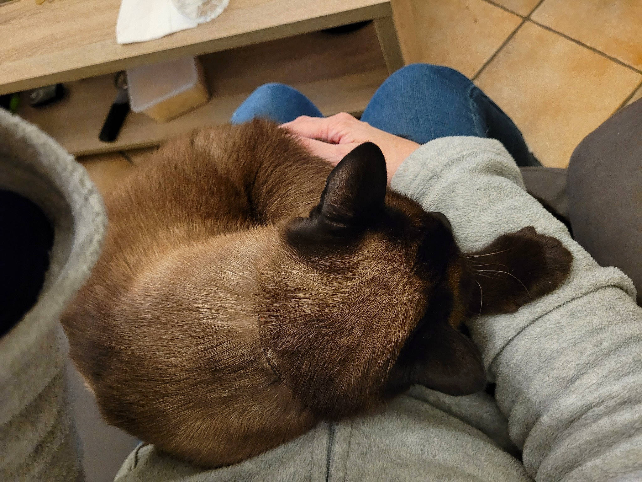 Bouboule a rejoint le concours — aidez-le/la à gagner de superbes lots ! canidae, carnivore, cat, comfort, companion_dog, dog_breed, domestic_short_haired_cat, drawer, fawn, felidae, flooring, fur, nap, paw, siamese, sleep, small_to_medium_sized_cats, snout, tail, whiskers