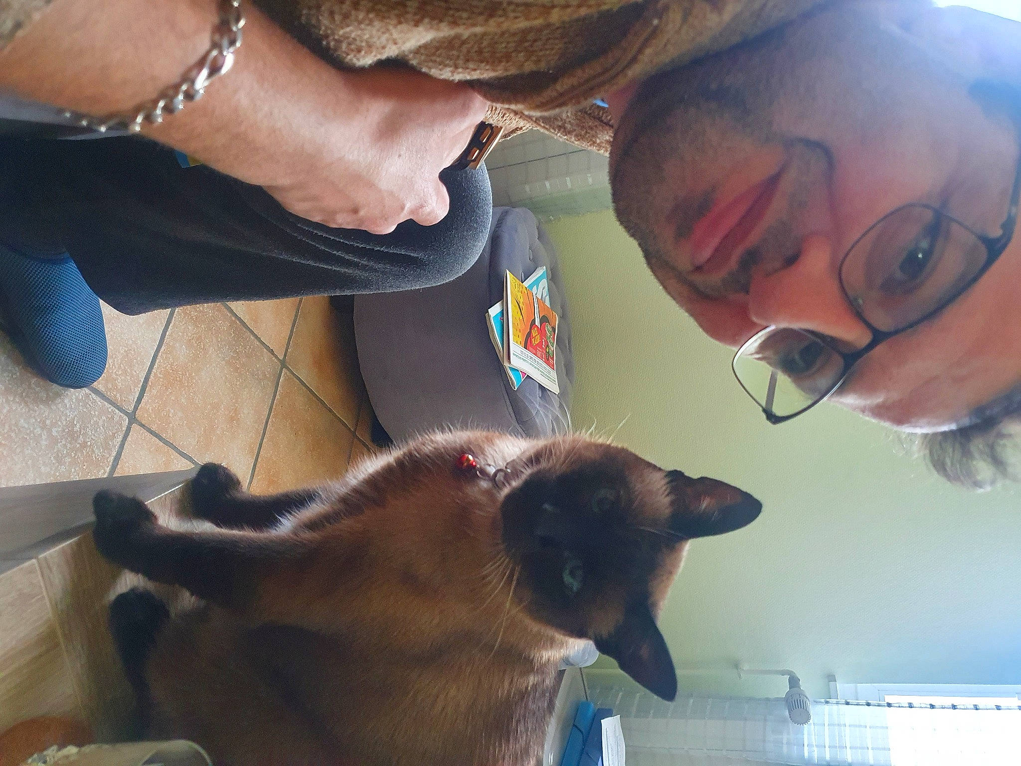 Bouboule a rejoint le concours — aidez-le/la à gagner de superbes lots ! canidae, carnivore, cat, collar, companion_dog, dog_breed, domestic_short_haired_cat, ear, eyewear, fawn, felidae, flooring, fur, gesture, jaw, small_to_medium_sized_cats, snout, sporting_group, thai, whiskers