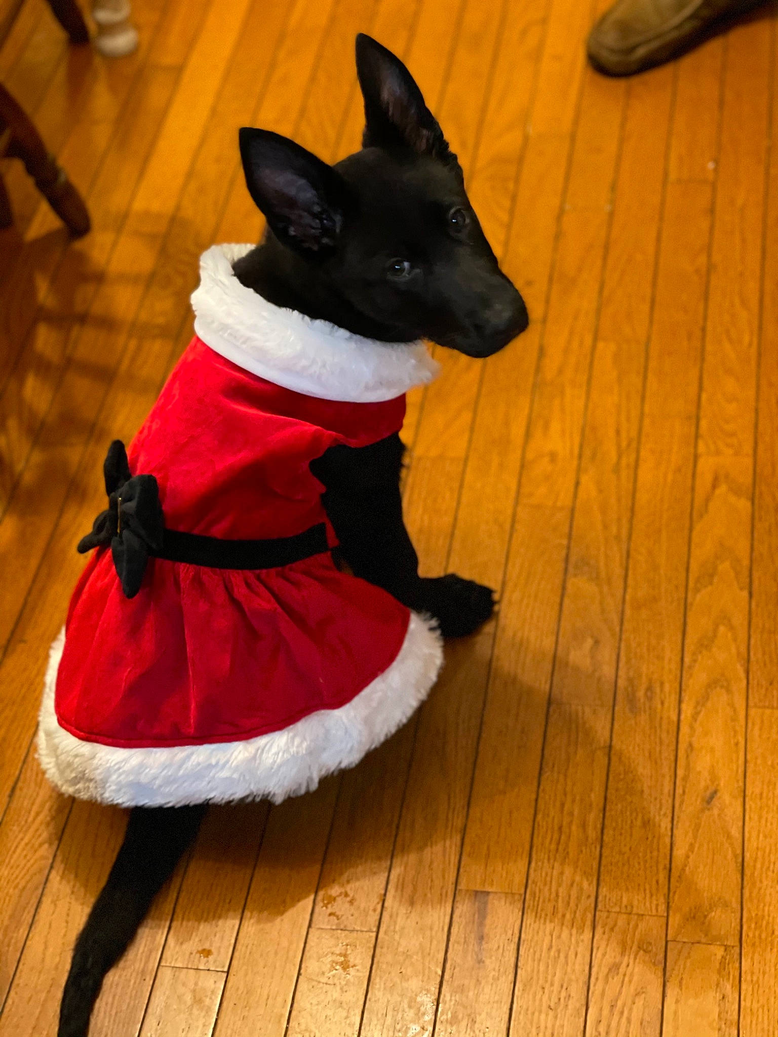 Nova joined the competition — help win amazing prizes! carmine, carnivore, collar, costume, costume_accessory, costume_hat, dog, dog_breed, dog_clothes, dog_supply, floor, flooring, fur, hardwood, laminate_flooring, red, snout, wood, wood_flooring, wood_stain