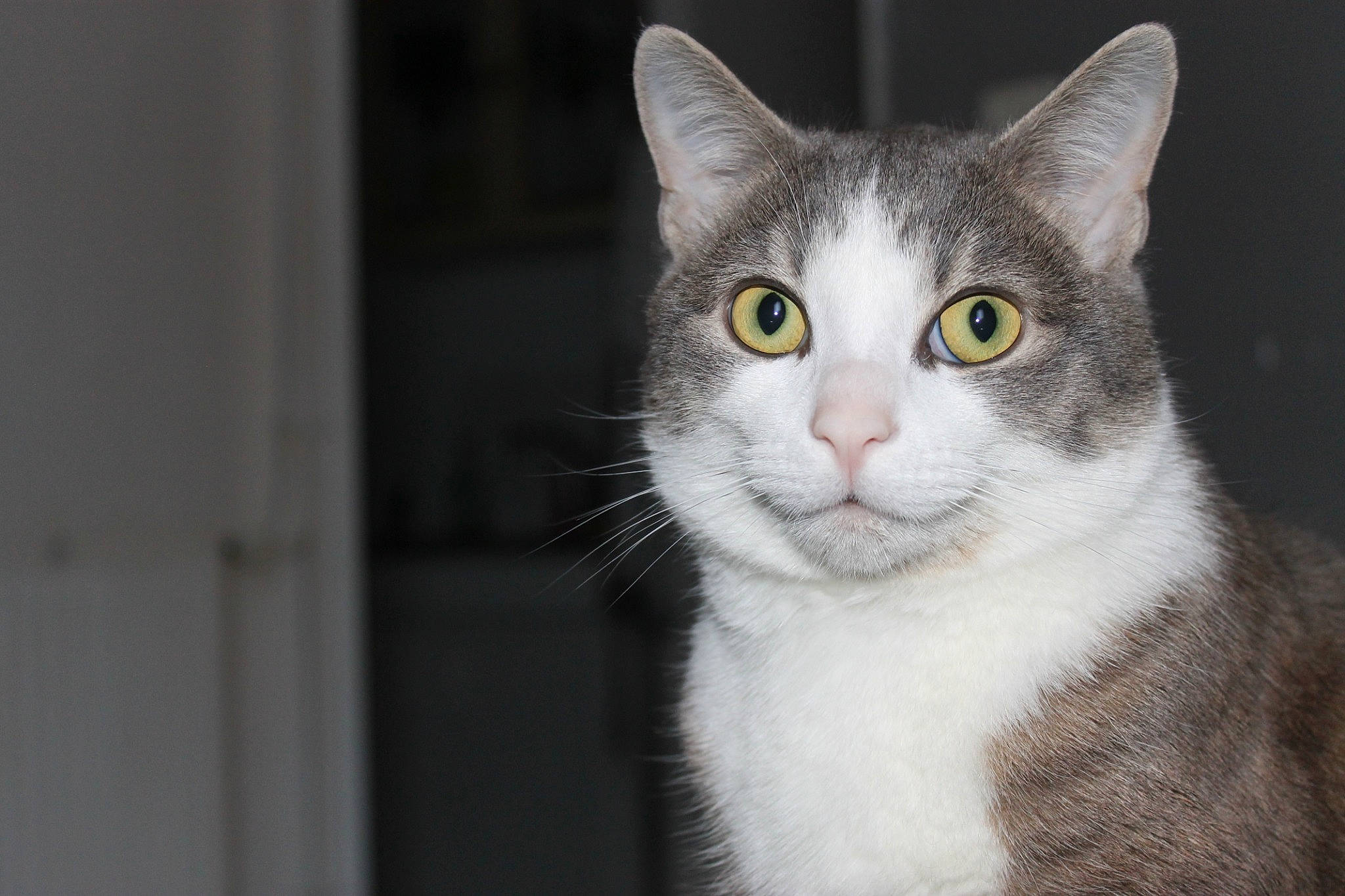 Panpan participe au concours pour gagner de l'argent avec cette photo : aegean_cat, american_wirehair, animal_shelter, carnivore, cat, domestic_short_haired_cat, ear, european_shorthair, eye, felidae, fur, kitten, mammal, small_to_medium_sized_cats, snout, tabby_cat, whiskers, window