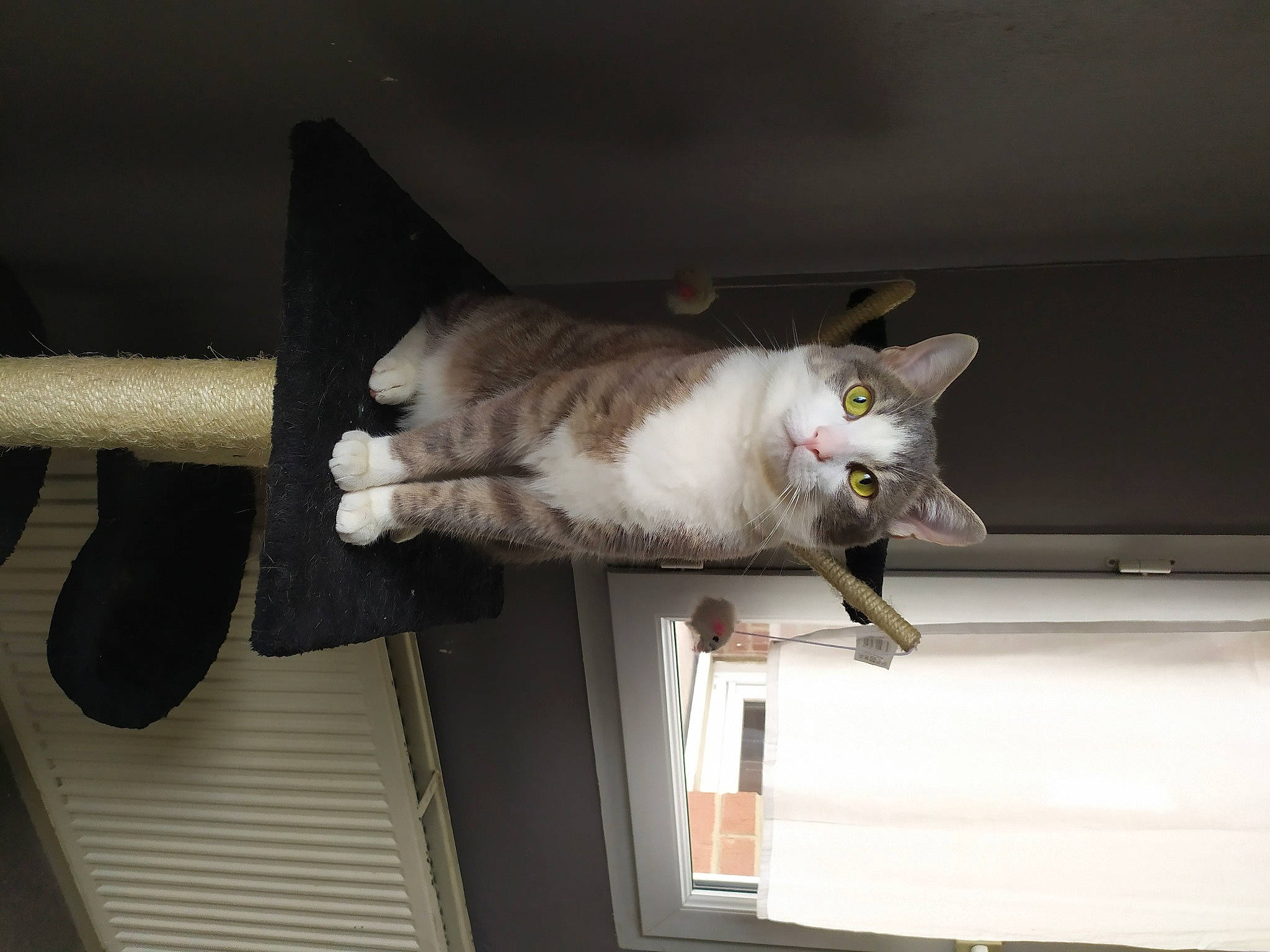 Panpan participe au concours pour gagner de l'argent avec cette photo : carnivore, cat, domestic_short_haired_cat, ear, felidae, small_to_medium_sized_cats, tail, whiskers