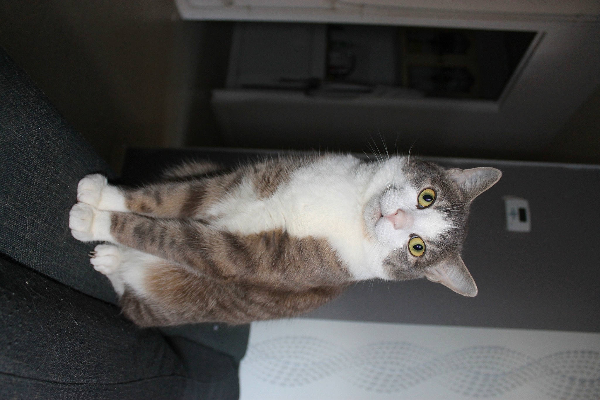 Panpan participe au concours pour gagner de l'argent avec cette photo : carnivore, cat, domestic_short_haired_cat, european_shorthair, felidae, fur, kitten, norwegian_forest_cat, polydactyl_cat, small_to_medium_sized_cats, tabby_cat, whiskers